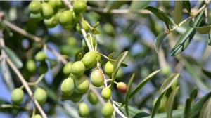 Из плодов оливкового дерева изготавливают оливковое масло