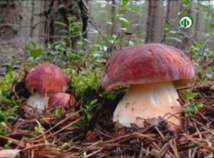 Белые грибы – для регенерации кожи