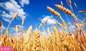 Пшеница – для здоровья